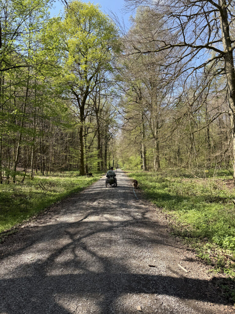 Wald im Salinenpark