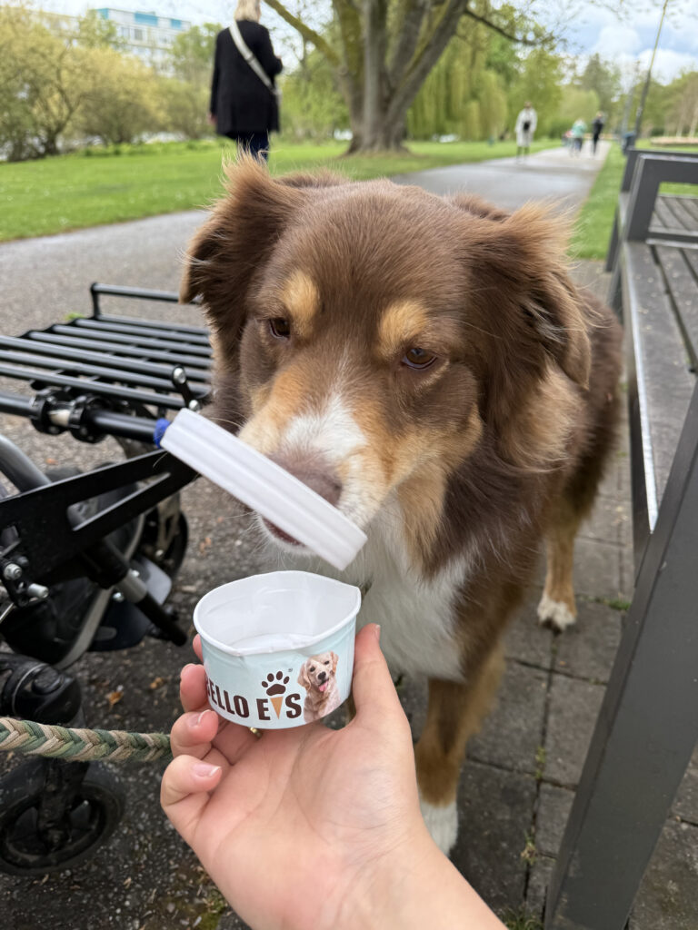 Hund schleckt Eis