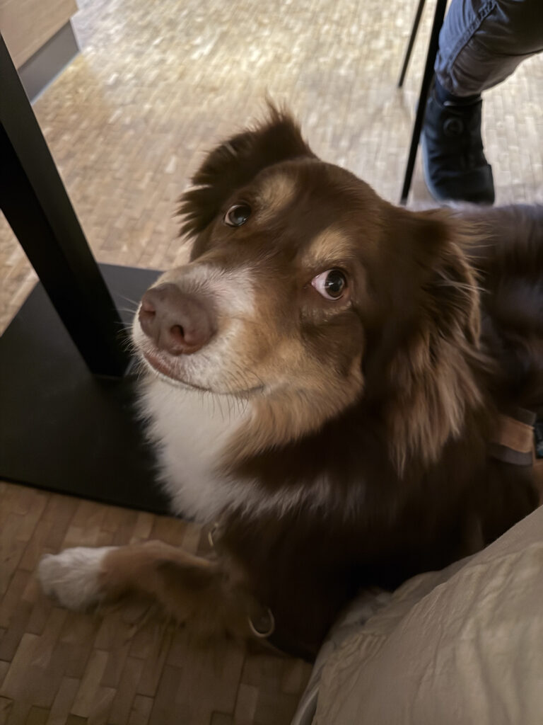 Hund im Restaurant