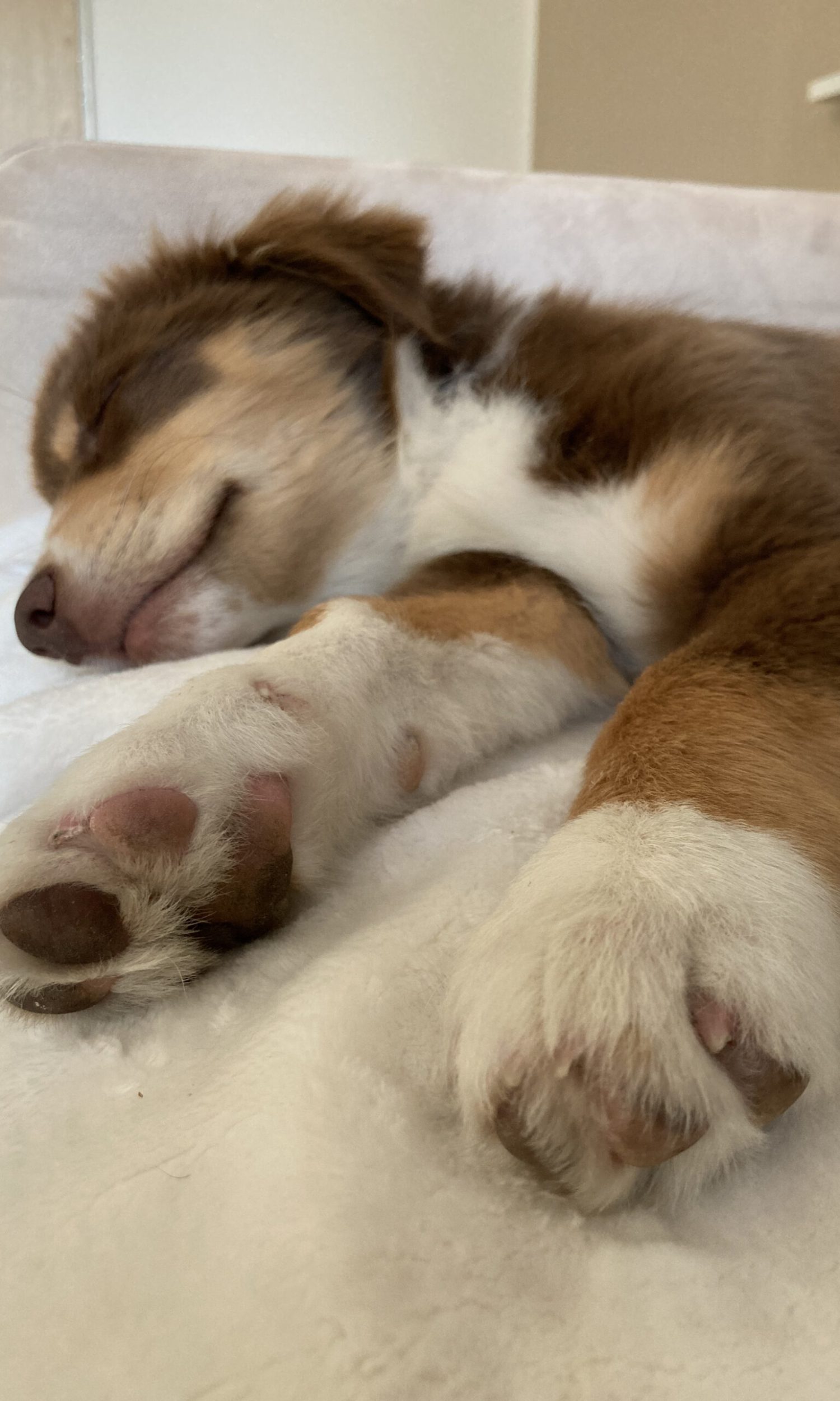 nemo_welpe_schläft